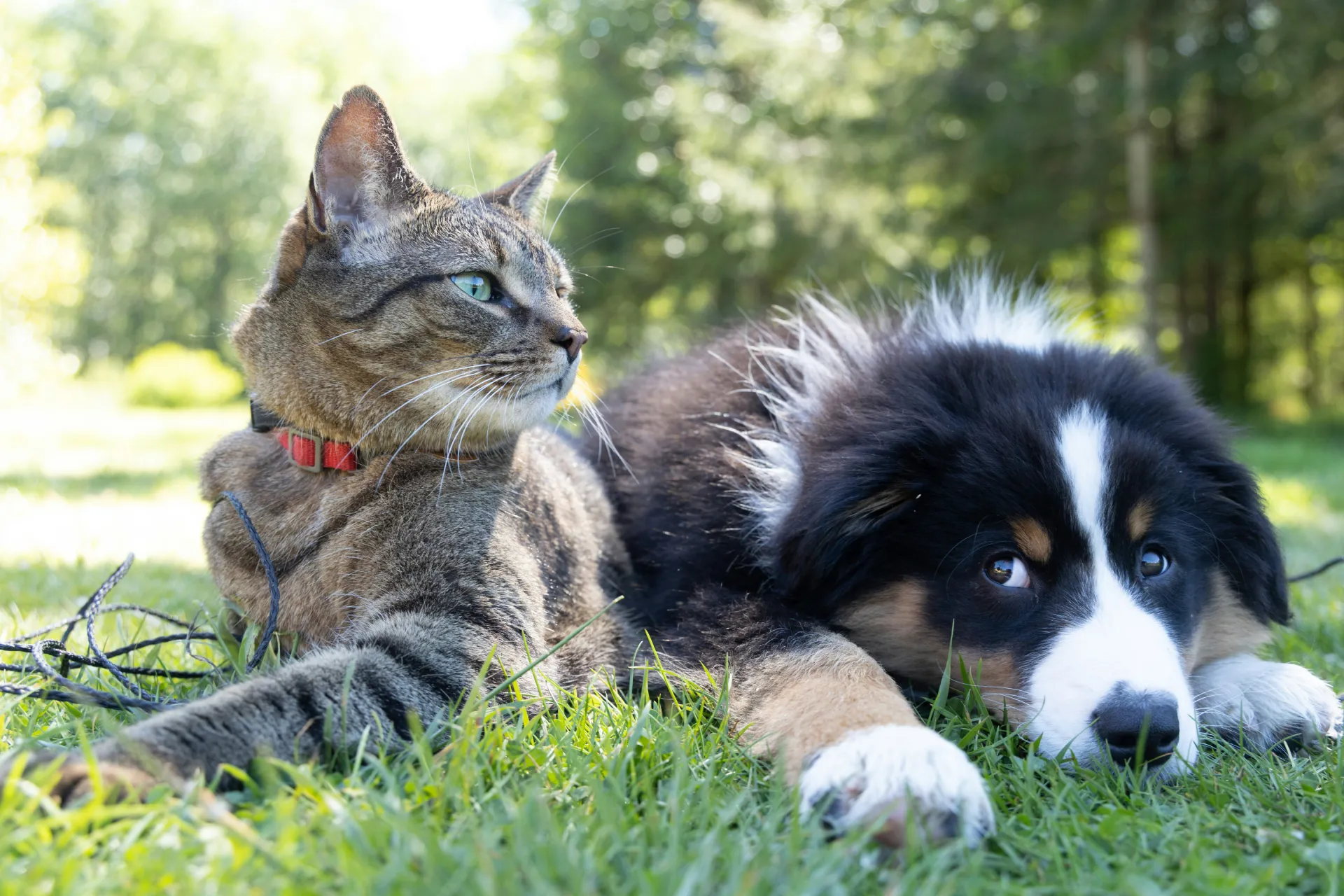 animali-domestici-cremazione-messina